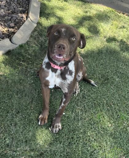 Cinnamon, ADOPTABLE, Young Female Pit Bull Terrier.