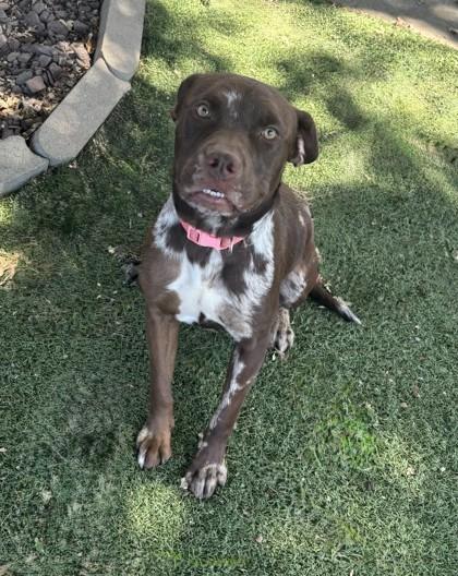 Enlarge Cinnamon, a ADOPTABLE mixed breed in Red Bluff, CA image 3/4