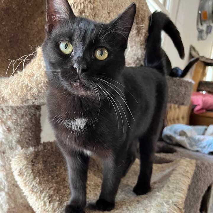 MIDNIGHT, a Adoptable Domestic Short Hair in Vacaville, CA image 1/2