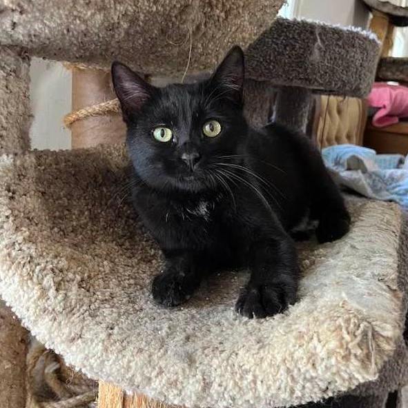 MIDNIGHT, a Adoptable Domestic Short Hair in Vacaville, CA image 2/2