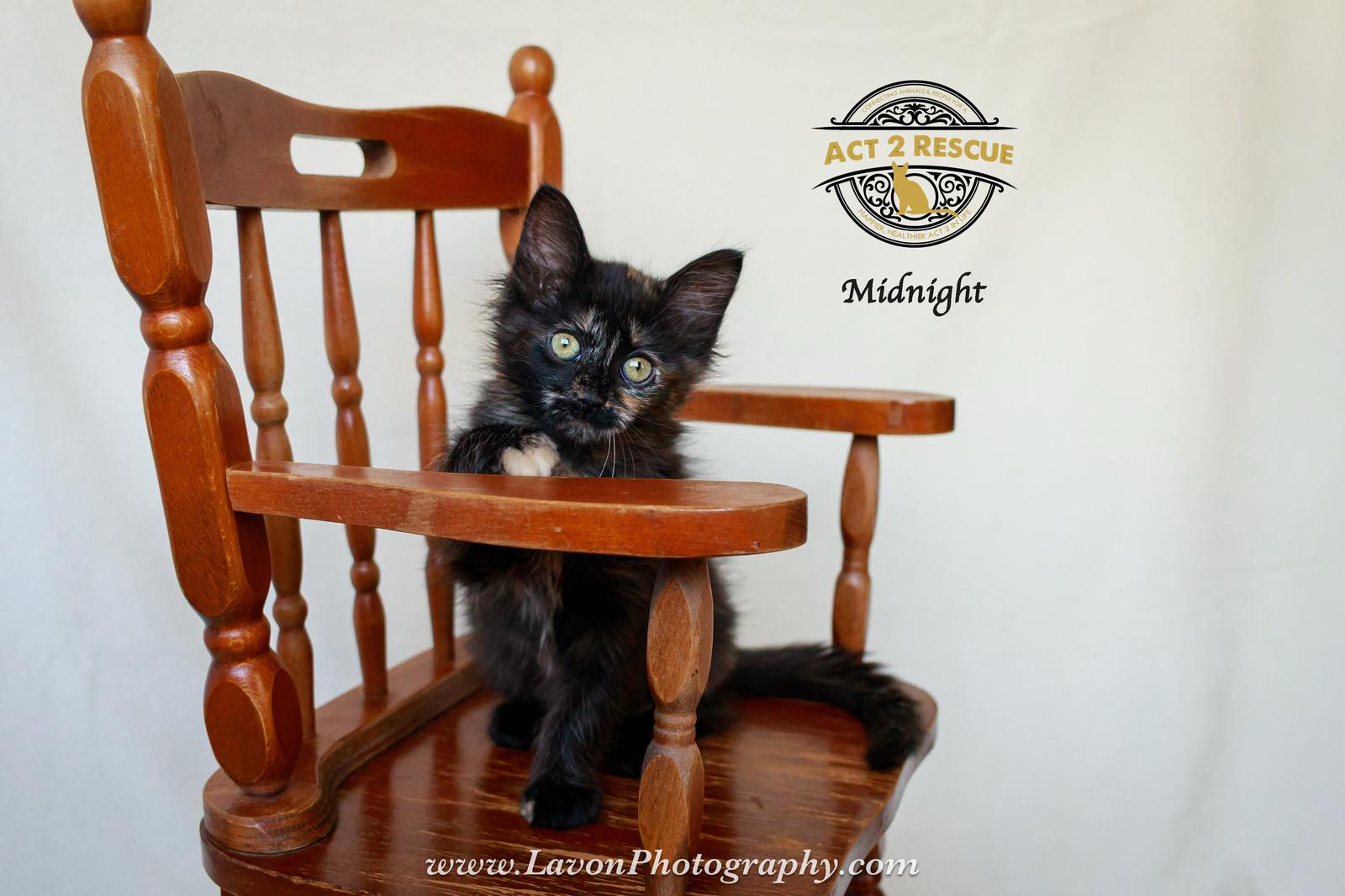 Midnight 4 — thumbnail 2