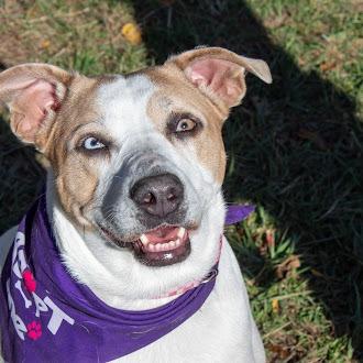 Taffy, Adoptable, Adult Female Labrador Retriever & Catahoula Leopard Dog.
