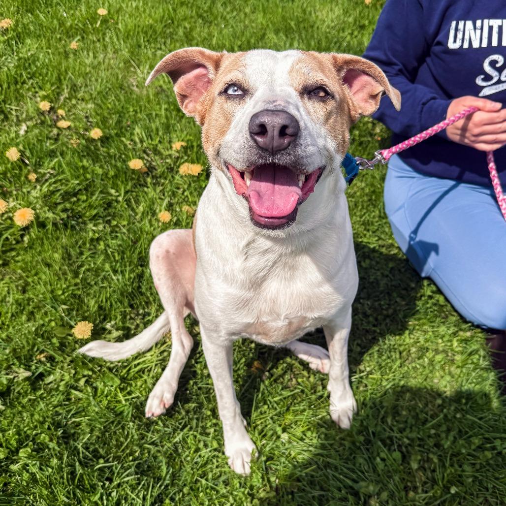 Taffy, Adoptable, Adult Female Labrador Retriever & Catahoula Leopard Dog.