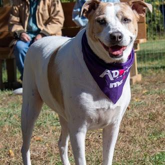 Taffy, a Adoptable mixed breed in South Elgin, IL image 2/6