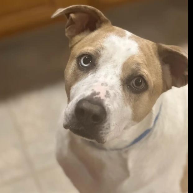 Taffy, a Adoptable mixed breed in South Elgin, IL image 3/6