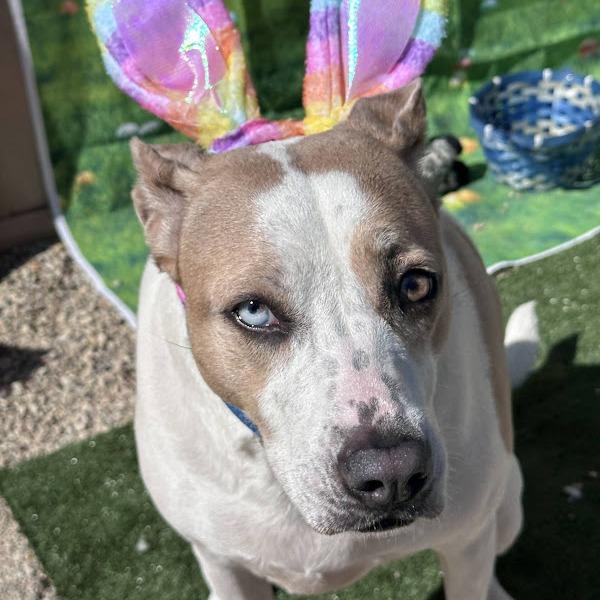 Taffy, a Adoptable mixed breed in South Elgin, IL image 4/6