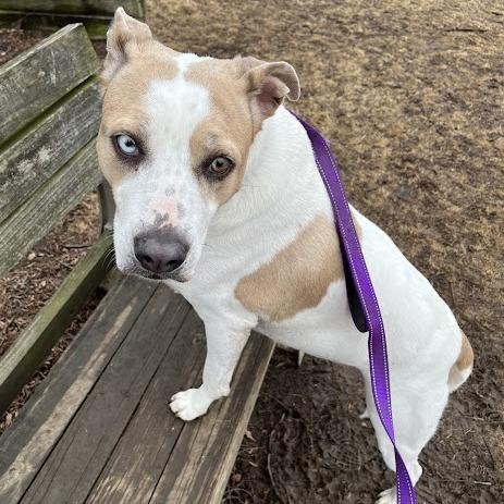 Taffy, a Adoptable mixed breed in South Elgin, IL image 5/6