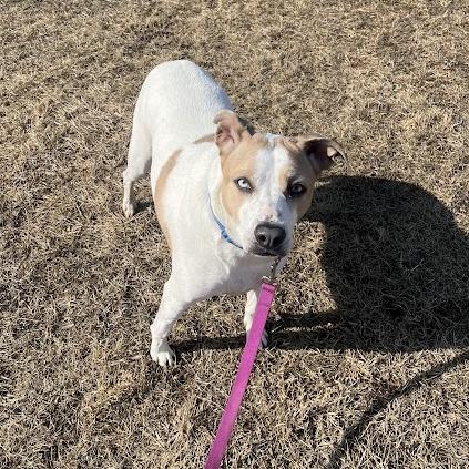 Taffy, a Adoptable mixed breed in South Elgin, IL image 6/6