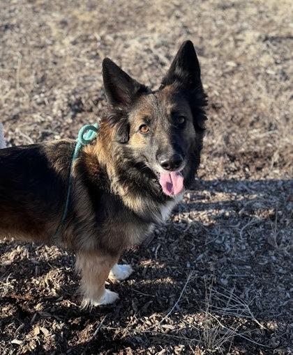 Enlarge Lou Lou, a Adoptable Collie in Redmond, OR image 1/1
