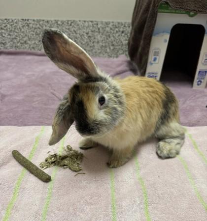 Lula, Adoptable, Adult Female Holland Lop & Lop Eared.