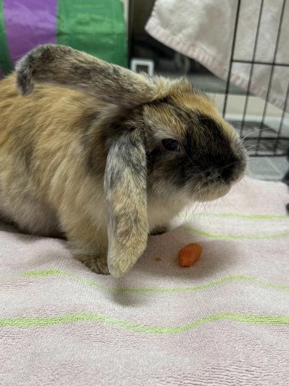 Enlarge Lula, a Adoptable mixed breed in Fairfax, VA image 2/3