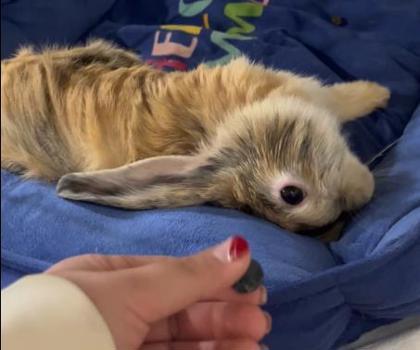 Enlarge Lula, a Adoptable mixed breed in Fairfax, VA image 3/3