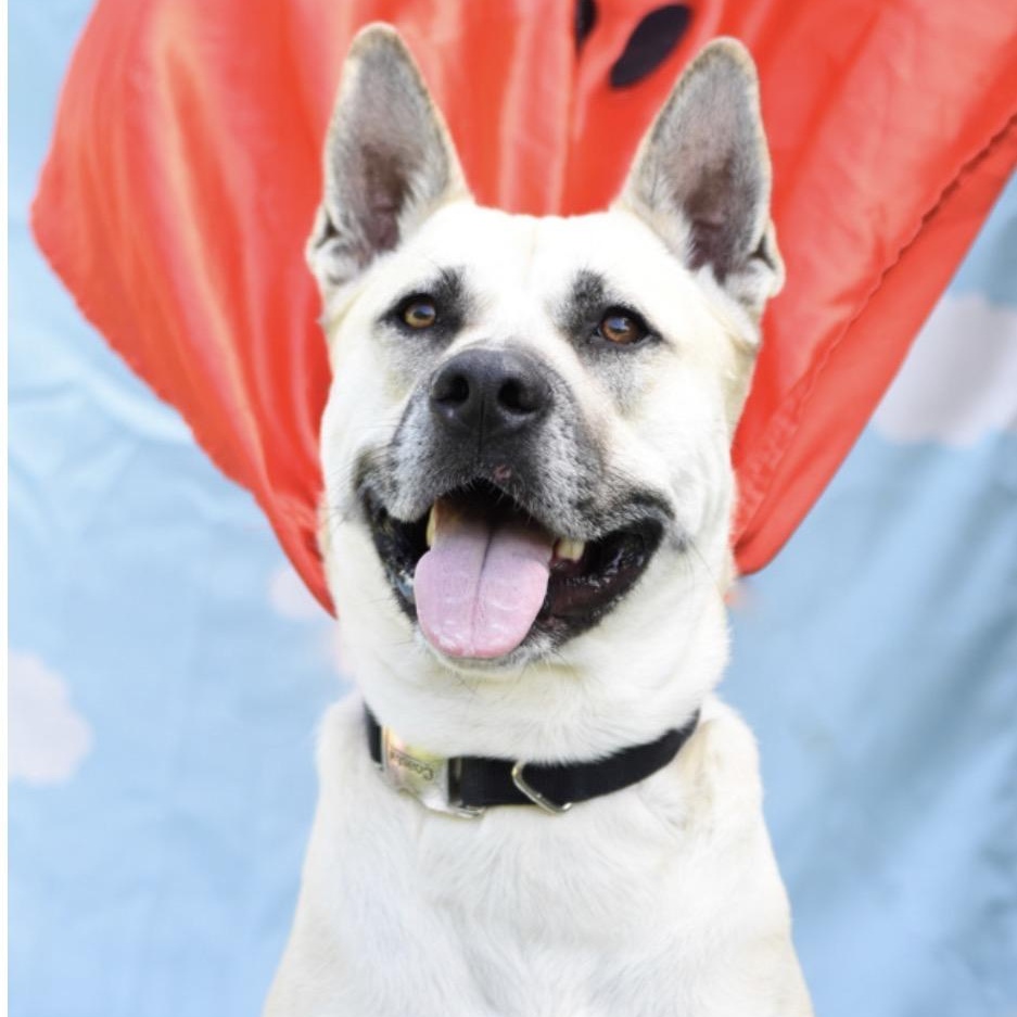 Chase, an adoptable mixed breed in Los Osos, CA image 2/6