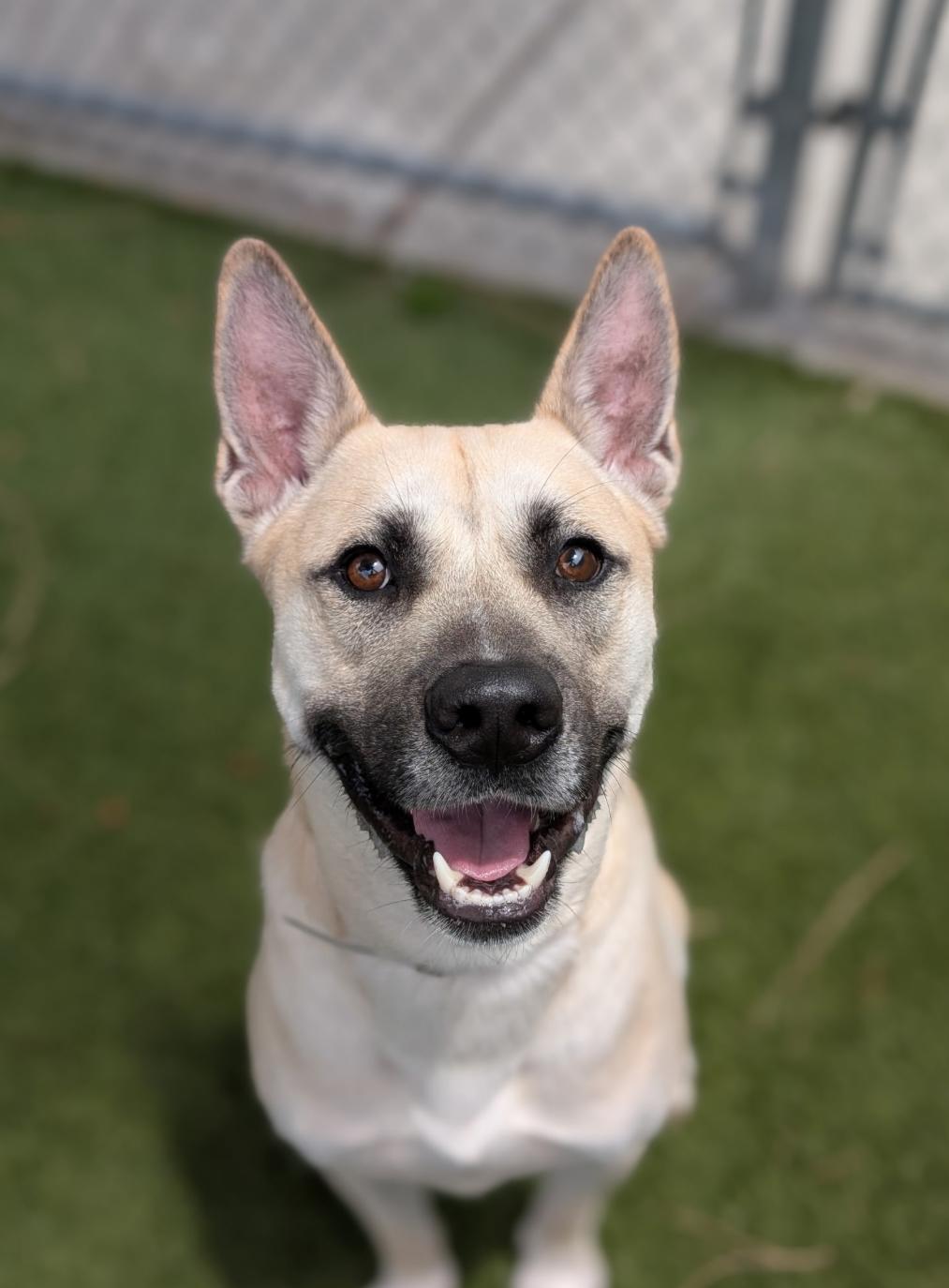 Chase, an adoptable mixed breed in Los Osos, CA image 5/6