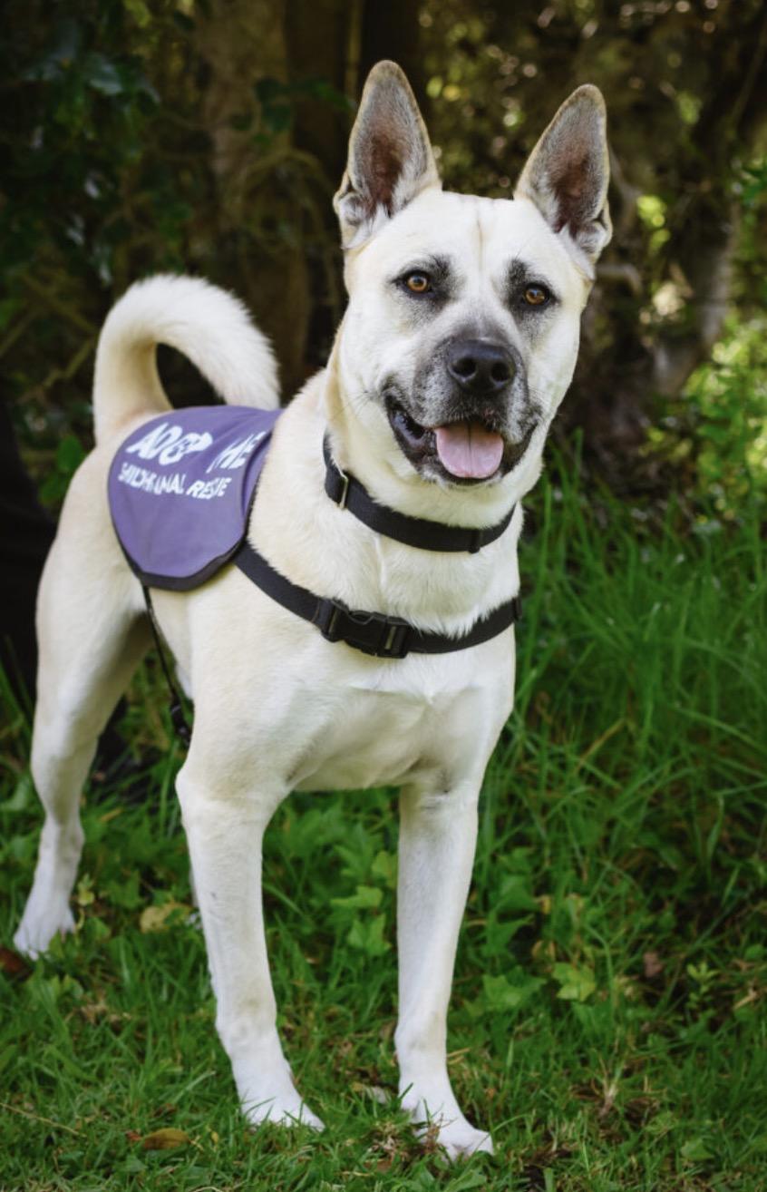 Chase, adoptable, Adult Male German Shepherd Dog & Pit Bull Terrier.