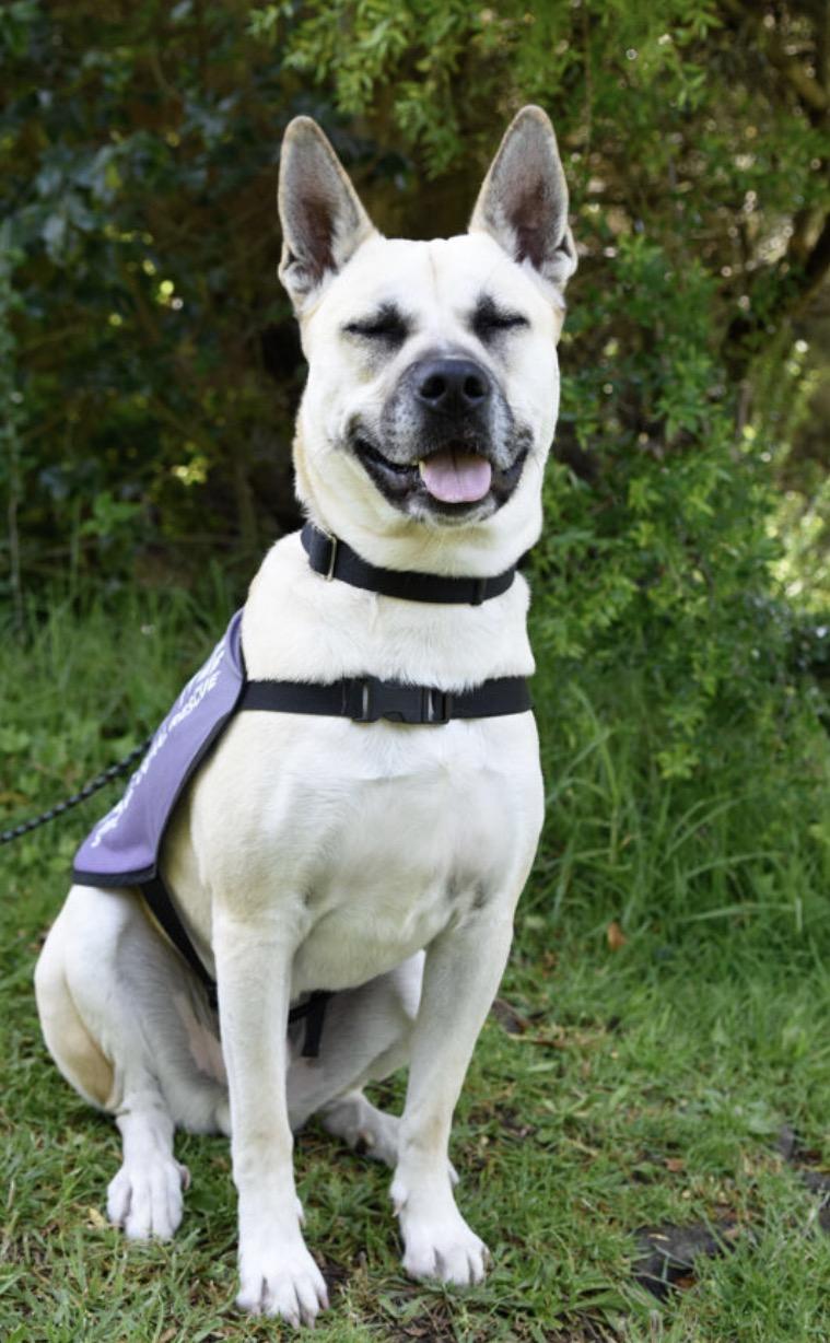 Chase, an adoptable mixed breed in Los Osos, CA image 4/6
