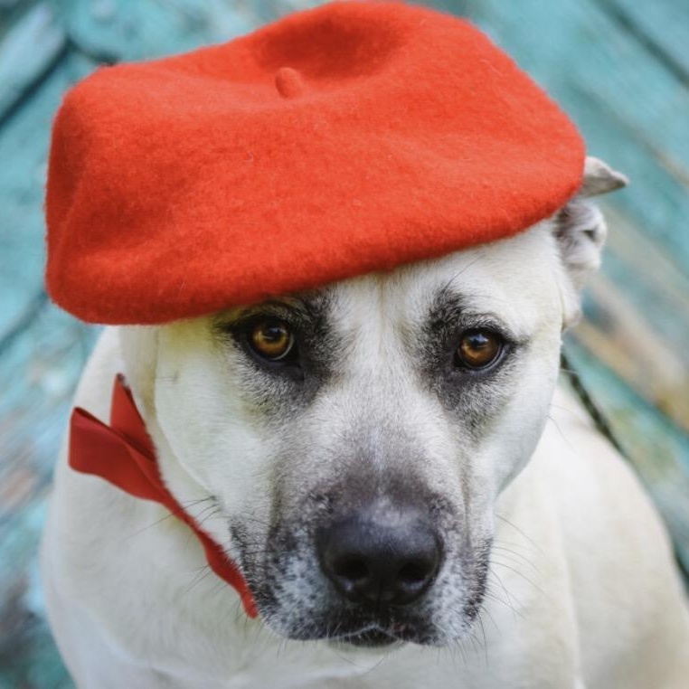 Chase, an adoptable mixed breed in Los Osos, CA image 3/6