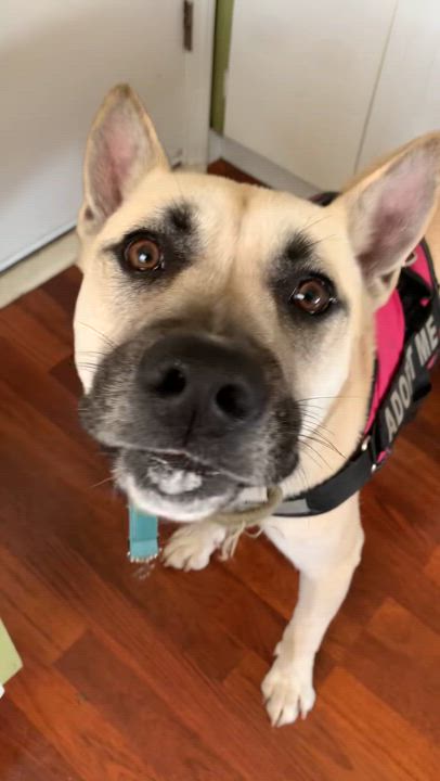 Enlarge Chase, an adoptable mixed breed in Los Osos, CA video 6/6