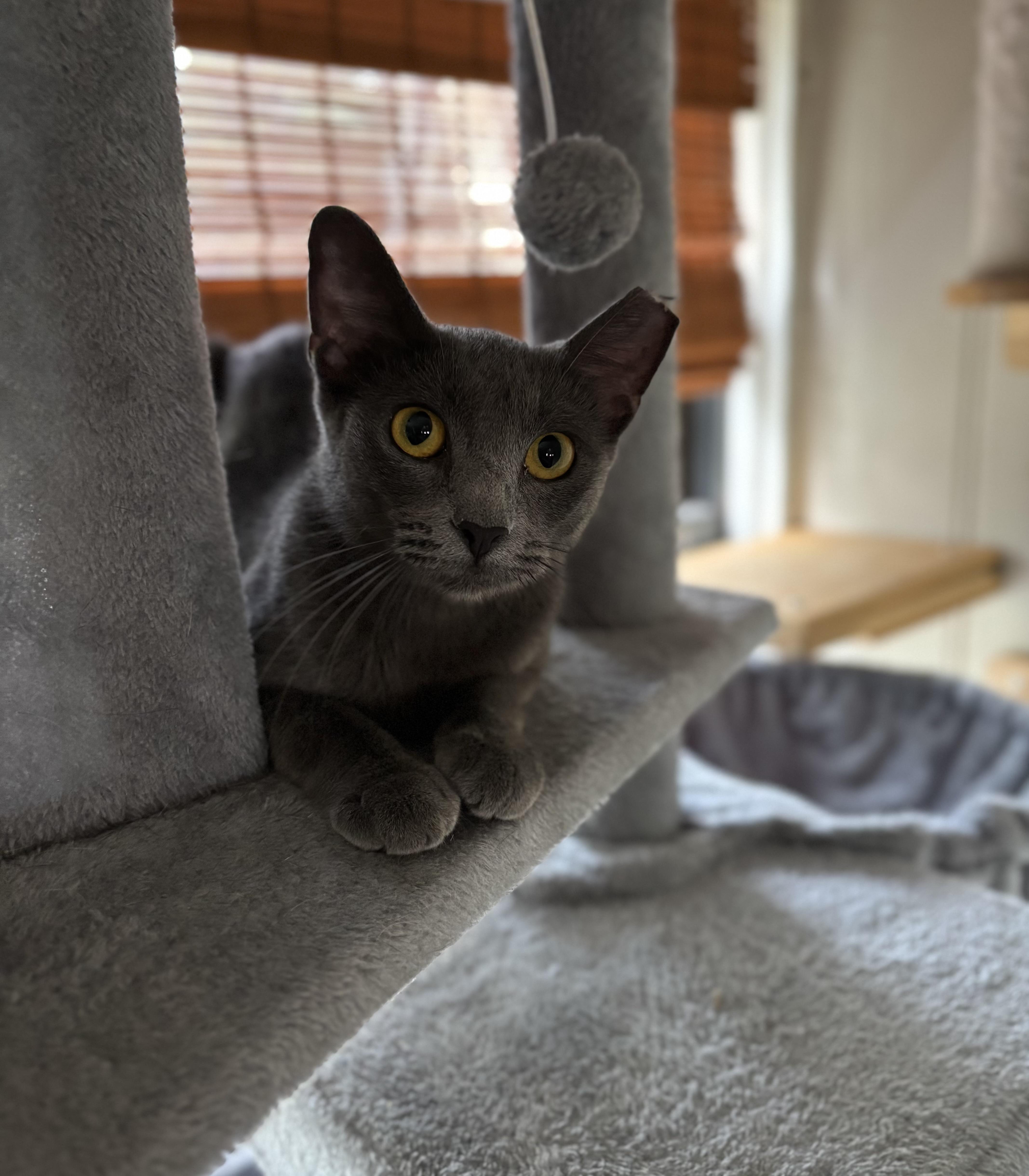 Sol, an adoptable Domestic Short Hair in Lubbock, TX, 79490 | Photo Image 1
