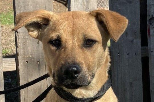 Enlarge Candace, a Adoptable mixed breed in Waverly, NY image 1/3