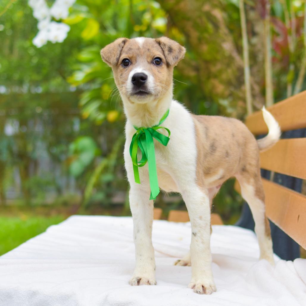 Tick-Tock, Adoptable, Puppy Male Mixed Breed & Mixed Breed.