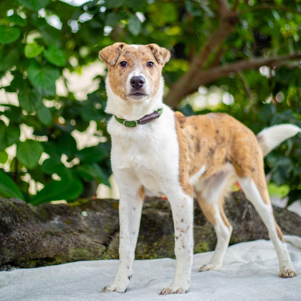 Enlarge Tick-Tock, a Adoptable mixed breed in Kailua Kona, HI image 2/6