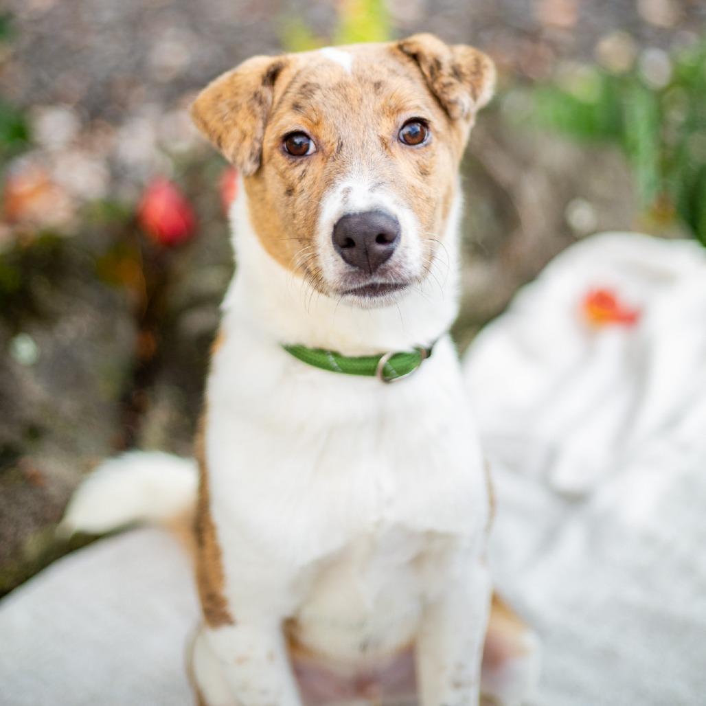 Enlarge Tick-Tock, a Adoptable mixed breed in Kailua Kona, HI image 3/6