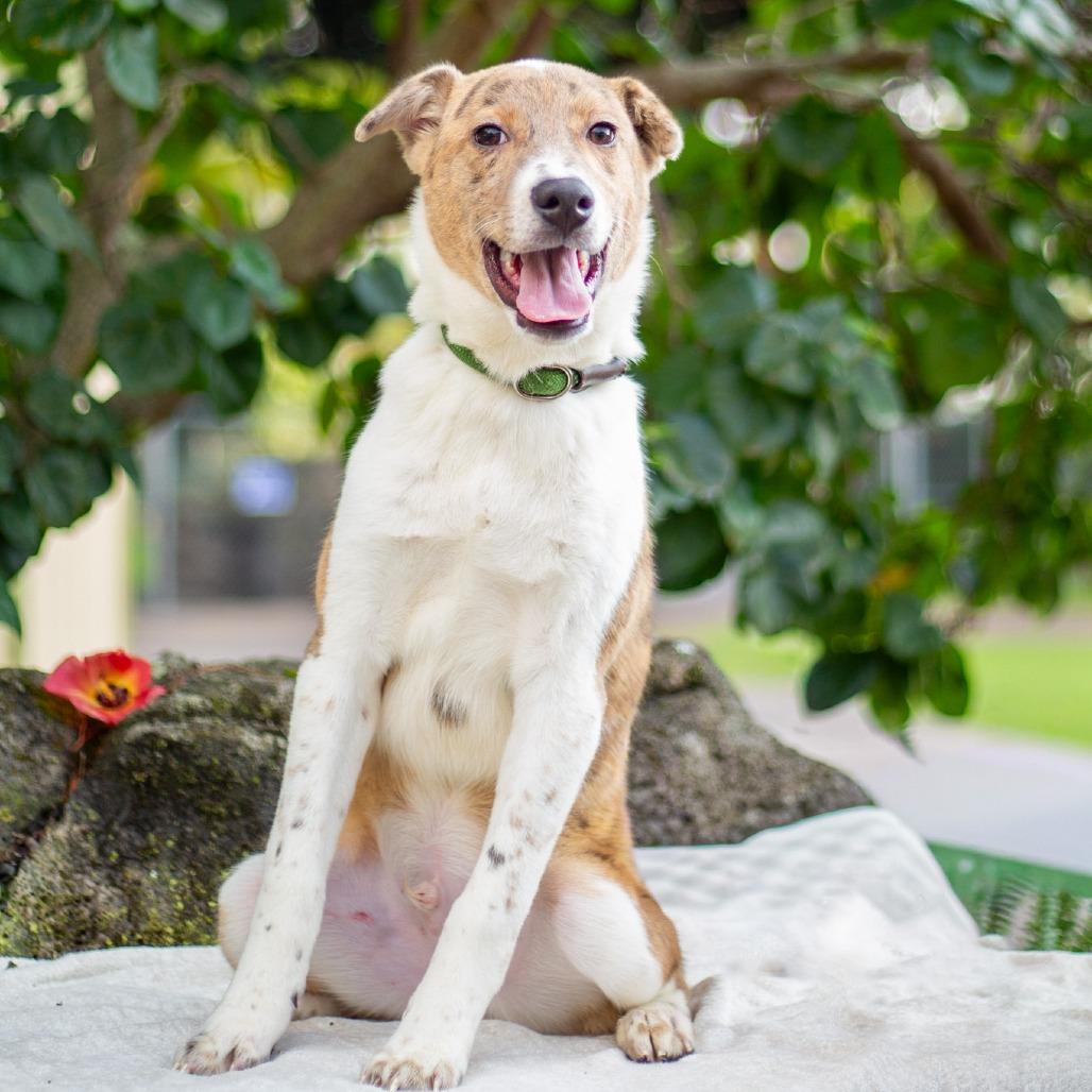 Enlarge Tick-Tock, a Adoptable mixed breed in Kailua Kona, HI image 4/6