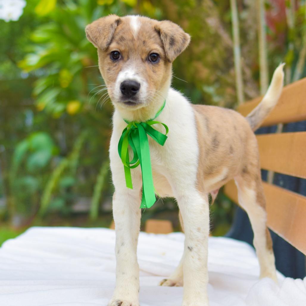 Enlarge Tick-Tock, a Adoptable mixed breed in Kailua Kona, HI image 5/6