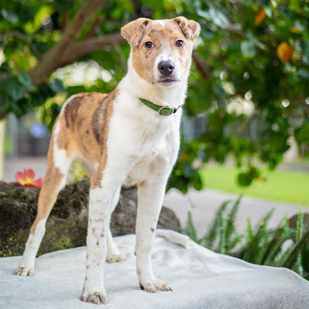 Enlarge Tick-Tock, a Adoptable mixed breed in Kailua Kona, HI image 6/6