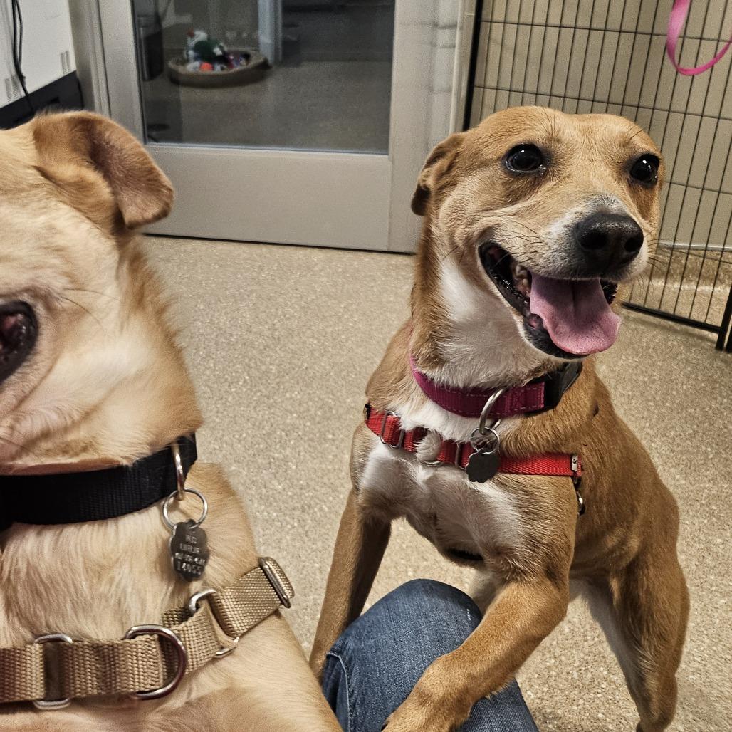 Enlarge Lizzie, a Adoptable Mixed Breed in Sonoma, CA image 1/4