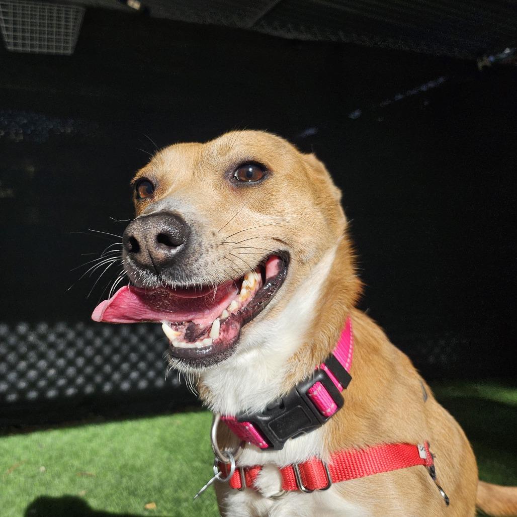 Enlarge Lizzie, a Adoptable Mixed Breed in Sonoma, CA image 2/4