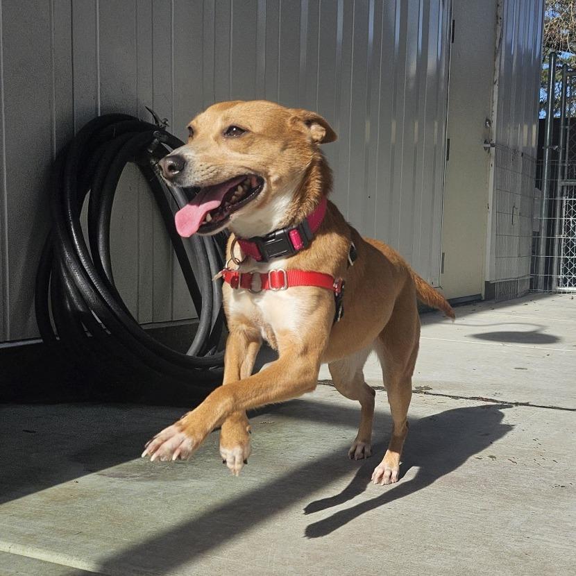 Enlarge Lizzie, a Adoptable Mixed Breed in Sonoma, CA image 3/4