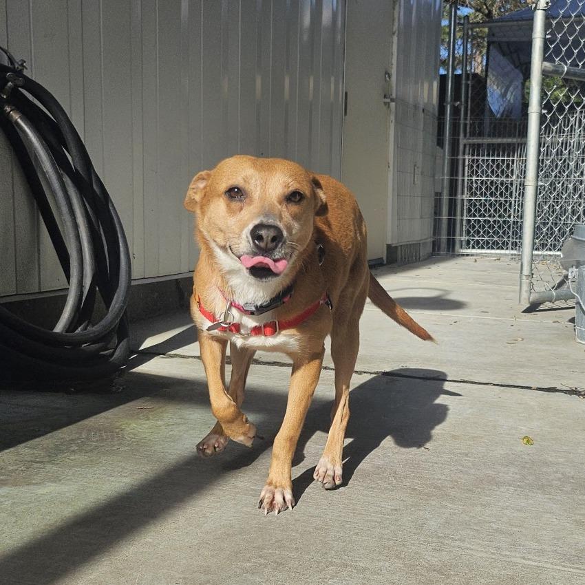 Enlarge Lizzie, a Adoptable Mixed Breed in Sonoma, CA image 4/4