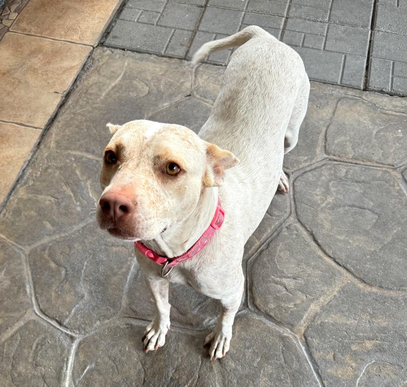 Nugget, an adoptable Pit Bull Terrier in Mexicali, BCN, 21280 | Photo Image 2