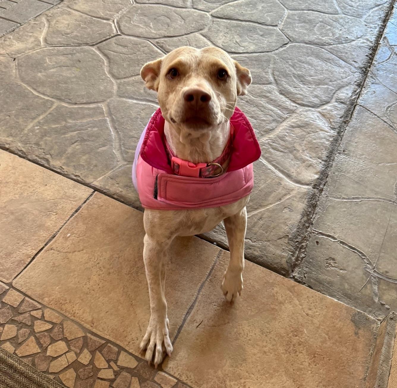 Nugget, an adoptable Pit Bull Terrier in Mexicali, BCN, 21280 | Photo Image 3