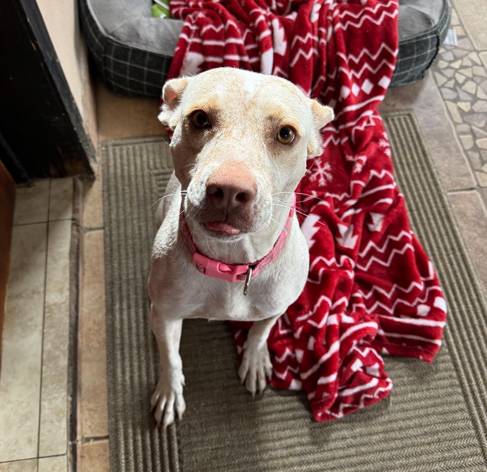 Nugget, an adoptable Pit Bull Terrier in Mexicali, BCN, 21280 | Photo Image 4