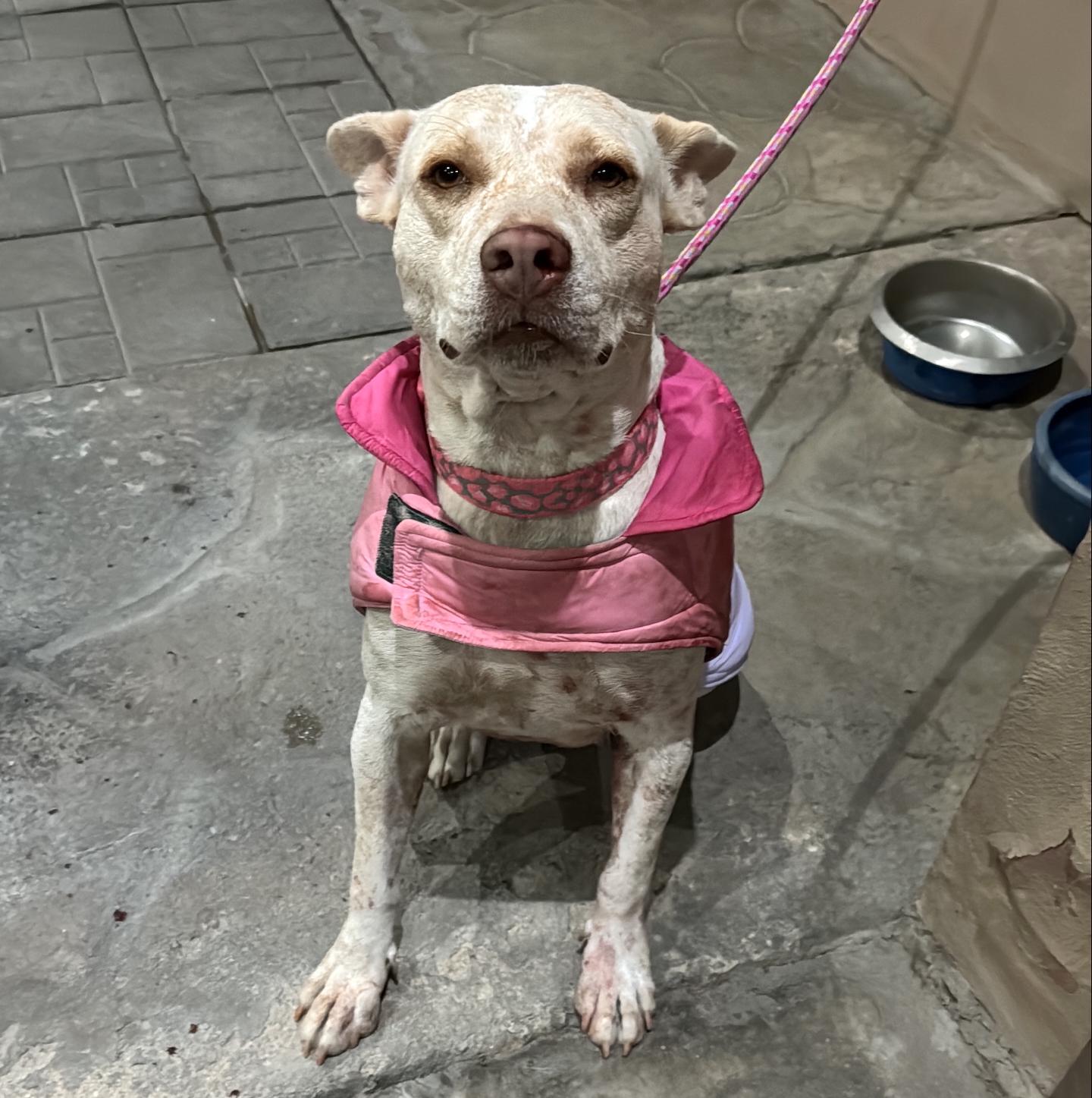 Nugget, Young Female Pit Bull Terrier