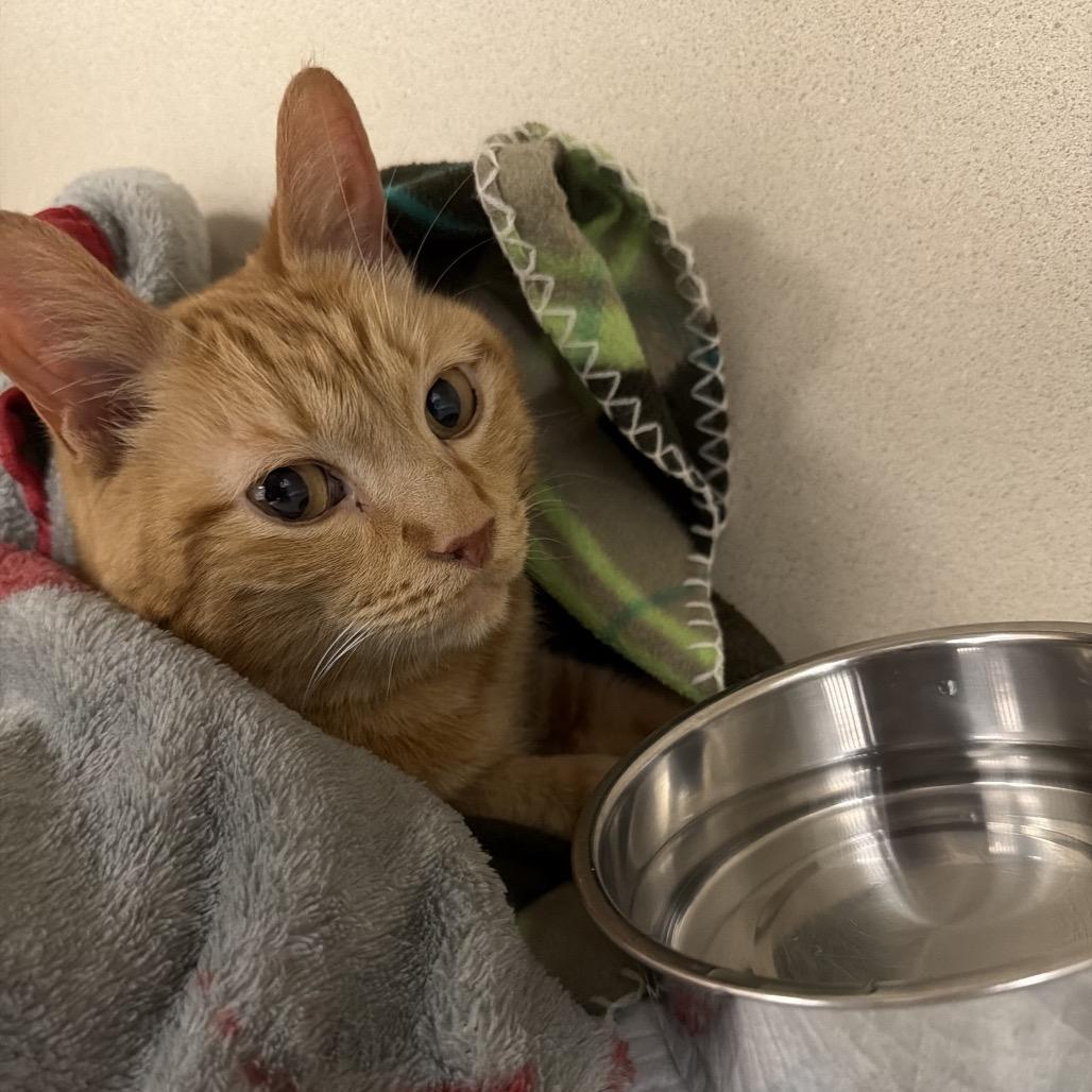 Curt, Adoptable, Adult Male Domestic Short Hair.