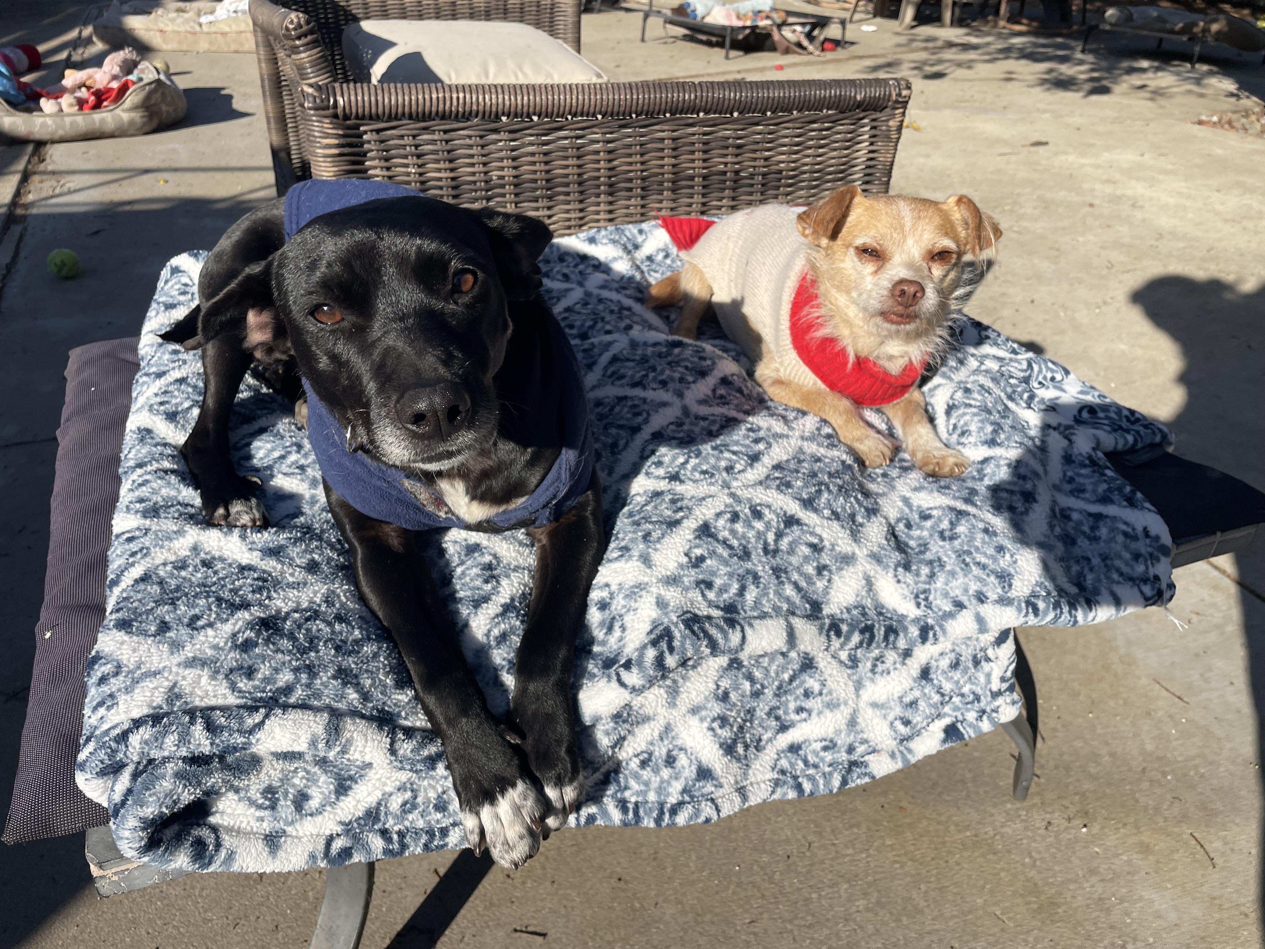 Enlarge Penelope, a Adopted mixed breed in San Diego, CA image 2/5