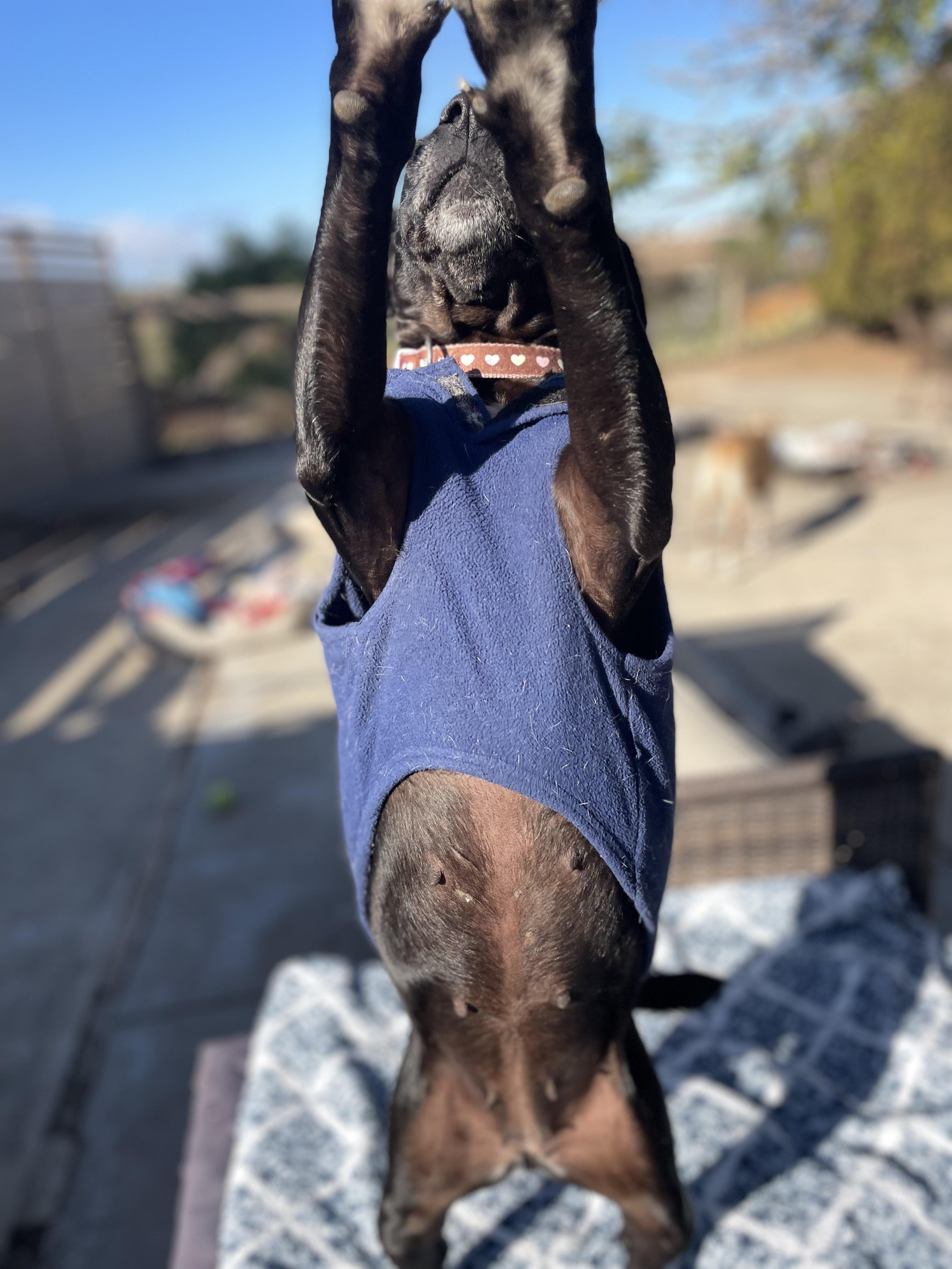 Enlarge Penelope, a Adopted mixed breed in San Diego, CA image 3/5