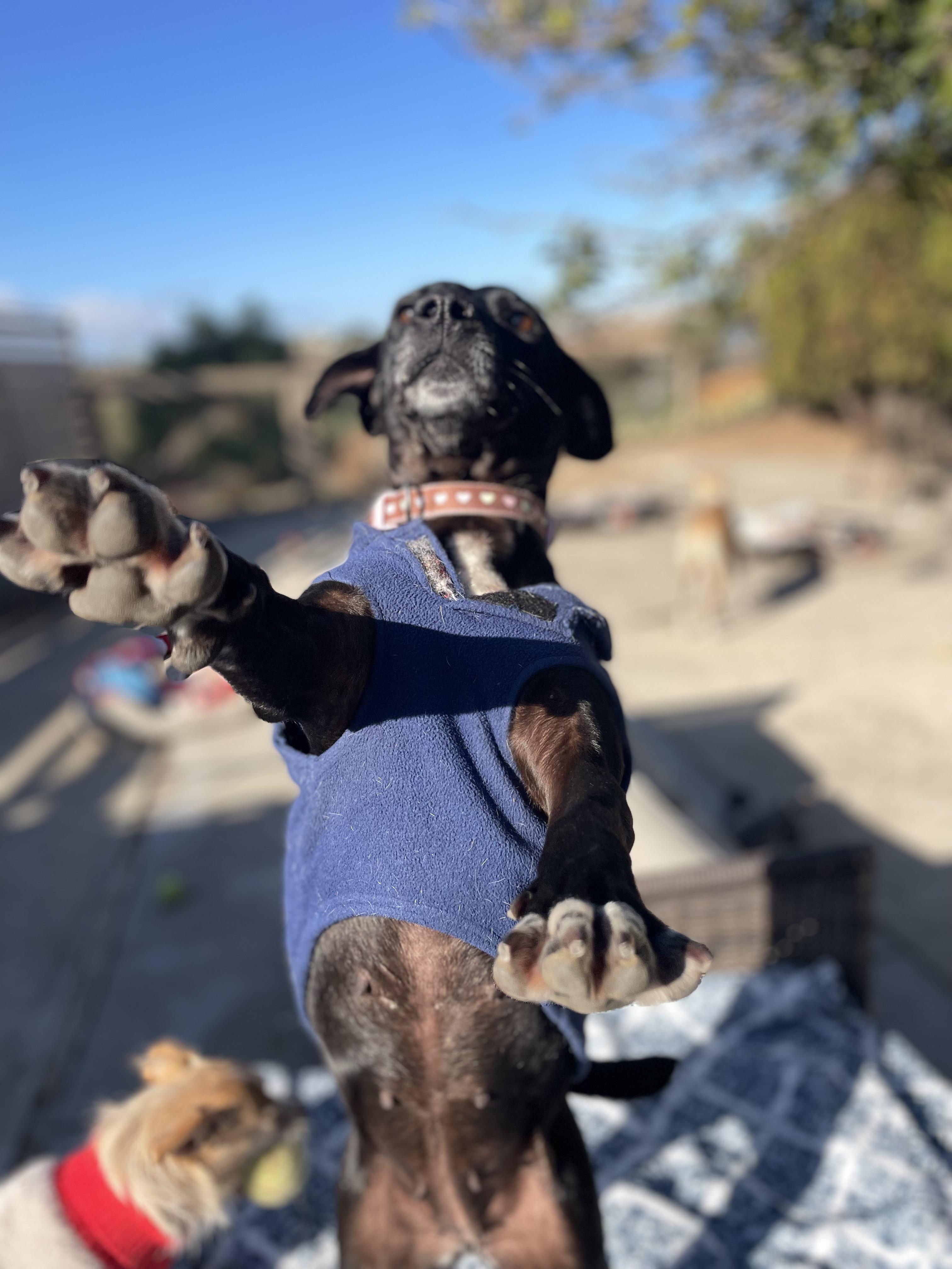 Enlarge Penelope, a Adopted mixed breed in San Diego, CA image 4/5