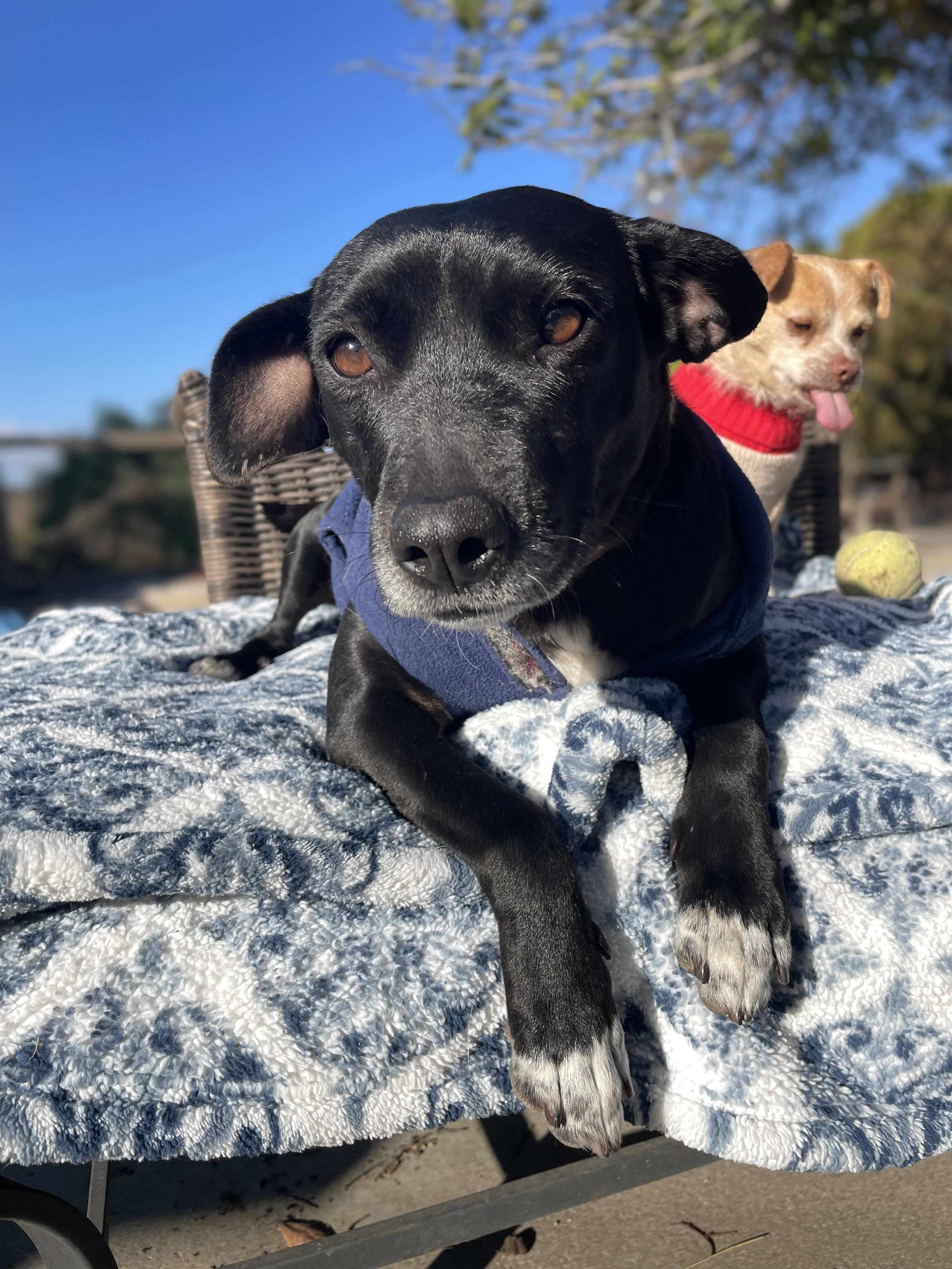 Enlarge Penelope, a Adopted mixed breed in San Diego, CA image 5/5