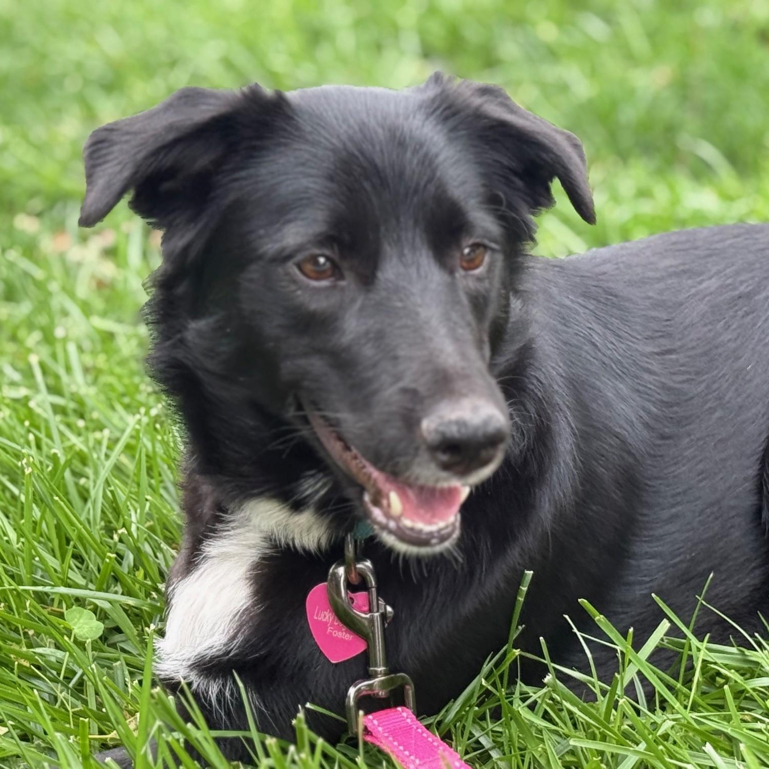 Enlarge Sophie (tripod), a Adoptable mixed breed in Pleasanton, CA image 4/6
