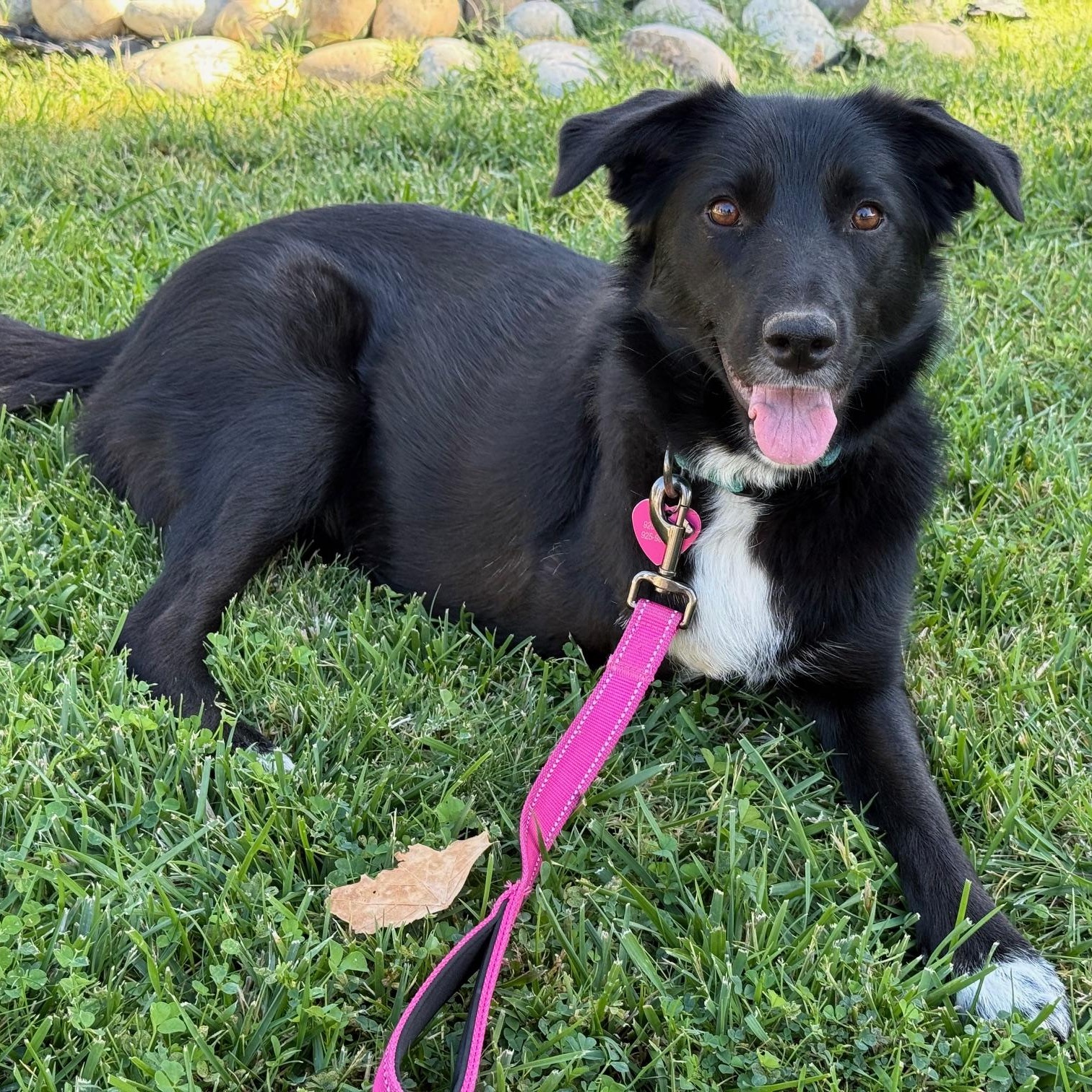 Enlarge Sophie (tripod), a Adoptable mixed breed in Pleasanton, CA image 6/6