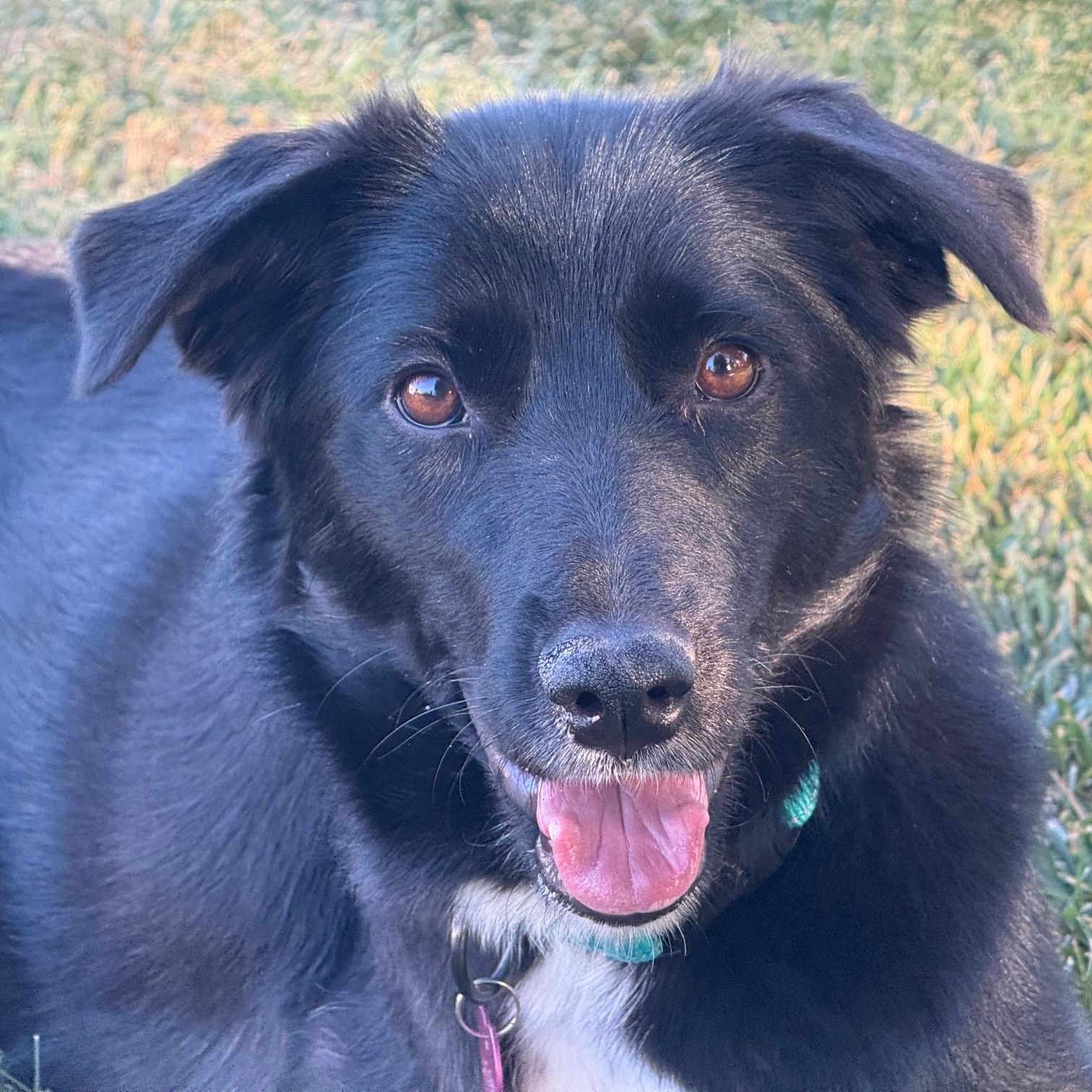 Sophie (tripod), Adoptable, Young Female Border Collie.