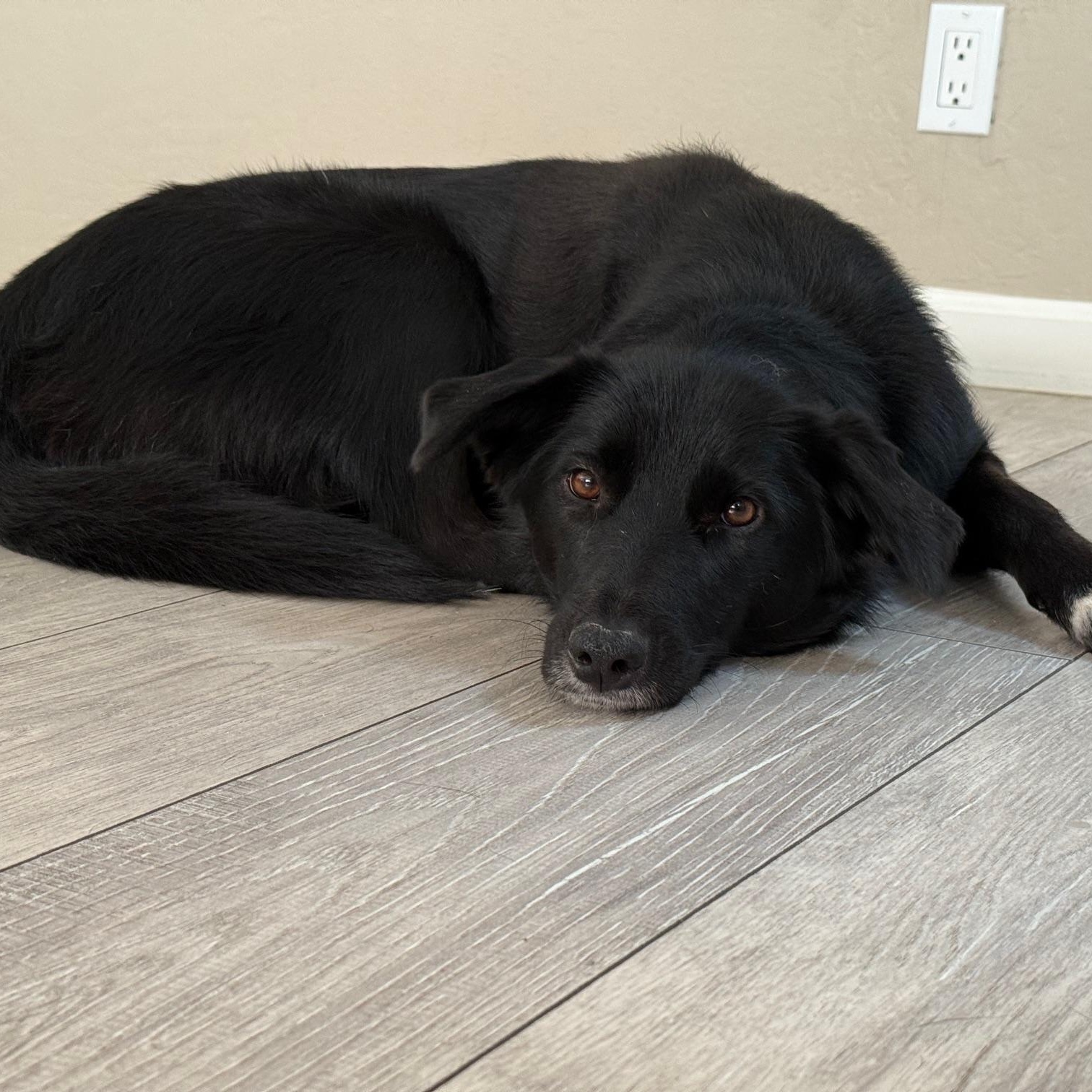 Enlarge Sophie (tripod), a Adoptable mixed breed in Pleasanton, CA image 3/6