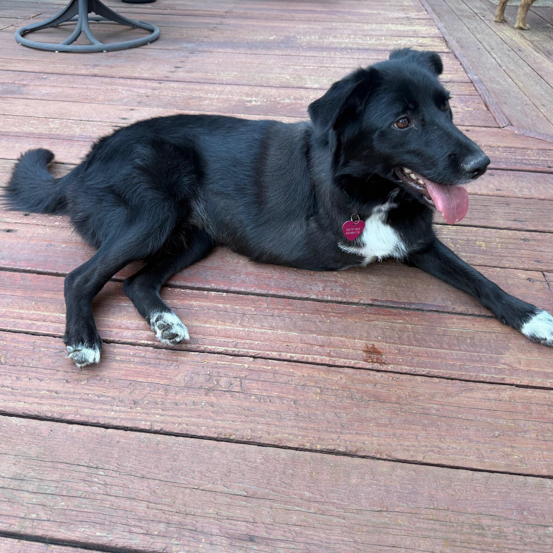 Enlarge Sophie (tripod), a Adoptable mixed breed in Pleasanton, CA image 2/6