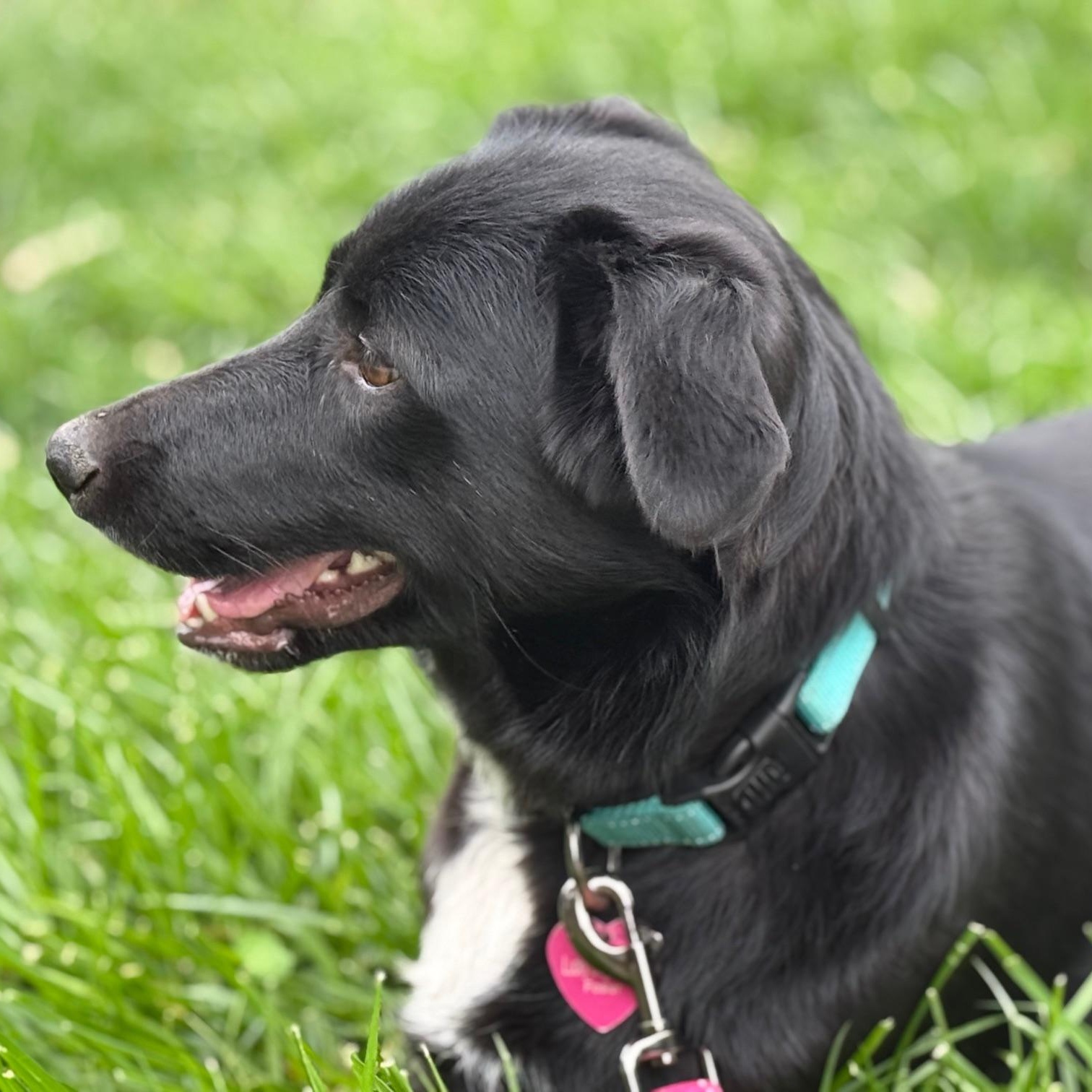 Enlarge Sophie (tripod), a Adoptable mixed breed in Pleasanton, CA image 5/6