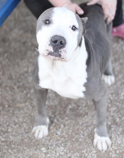 Bartholomew — thumbnail 3